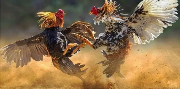 Đá gà là bộ môn được quan tâm bậc nhất tại 8xbet 